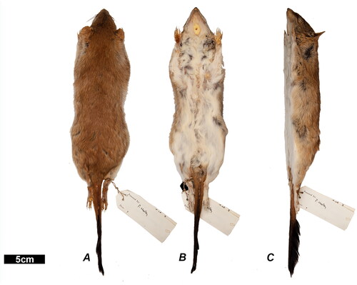 Figure 12. The skin of specimen WAM M8207. This specimen was used to represent D. hillieri. Views are as follows; A, dorsal; B, ventral; C, lateral.