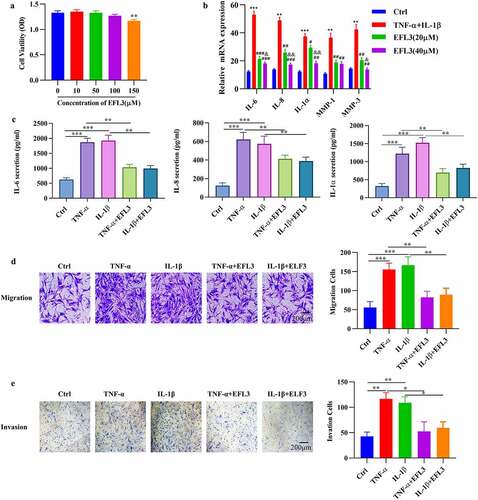 Figure 2. EFL3 inhibits the inflammatory phenotype of RA FLSs. (a) RA FLSs were treated with EFL3 at the indicated concentrations for 72 h, and cell viability was measured by CCK-8 assays. (b) RA FLSs were pretreated with EFL3 (20 μM, 40 μM) for 6 h and subsequently treated with TNF-α (10 ng/ml) or IL-1β (10 ng/ml) for an additional 48 h. The transcriptional levels of IL-6, IL-8 and IL-1α were determined by RT–qPCR. ** p < 0.01, *** p < 0.001 compared to Ctrl; ## p < 0.01, ### p < 0.001 compared to TNF-α+ IL-1β; &p < 0.01, &&p < 0.001 compared to TNF-α+ IL-1β+EFL3 (20 μM). (c) RA FLSs were pretreated with EFL3 (20 μM) for 6 h and subsequently treated with TNF-α (10 ng/ml) or IL-1β (10 ng/ml) for an additional 48 h. The production of IL-6, TNF-α, and IL-1α in the supernatant was measured by ELISA. The effect of EFL3 on the migration (d) and invasion (e) of RA FLSs was measured by transwell assays without or with matrigel. The data are presented as the mean ± SD (n = 6). * p < 0.05, ** p < 0.01, *** p < 0.001.