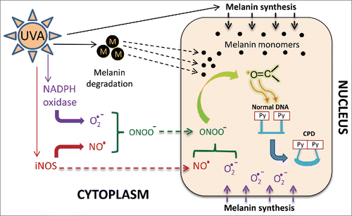 Figure 1. Putative role of melanin in the generation of dark CPDs. Ultraviolet (UV) exposure induces melanin synthesis, during which melanin monomers accumulate along the nuclear membrane. Direct UV exposure of melanin in melanosomes (“M”, black circles) breaks down the melanin into monomers (small black circles). The melanin monomers are lipophilic and can cross the nuclear membrane (broken black arrows). Melanin synthesis also produces superoxide (O2·−) which, owing to its close proximity to the nuclear membrane, can presumably cross into the nucleus (purple broken arrows). UV exposure also induces the production of superoxide anions and nitric oxide (NO·) radicals by respectively activating NADPH oxidase and iNOS enzymes. Superoxide and nitric oxide combine with each other to make peroxynitrite (ONOO−). Both nitric oxide and peroxynitrite can diffuse intracellularly or across the cell membrane. Superoxide and nitric oxide can also generate peroxynitrite in the nucleus, where it reacts with melanin monomers to produce melanin carbonyls (C=O, highlighted in green) in excited triplet states. An excited triplet carbonyl transfers its energy to a DNA dipyrimidine (Py), creating a cyclobutane pyrimidine dimer (CPD).