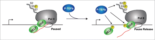 Figure 1. The P-TEFb kinase facilitates Pol II pause release. After transcription of a short (> 18 nt-long) RNA chain (red line), the negative elongation factors DSIF and NELF promote pausing by interactions with Pol II and nascent RNA. At this point, the Pol II CTD is in its hypo-phosphorylated form (S5P) by the action of the TFIIH kinase (not shown for simplicity). In response to stimulation, the P-TEFb kinase stimulates the hyper-phosphorylation of the Pol II CTD (S5P and S2P), NELF and DSIF. These phosphorylation events cause the release of NELF from the paused, early elongation complex and transforms DSIF into a positive elongation factor, stimulating the release of Pol II into productive elongation. The arrow denotes the position of the TSS, and the open circle indicates the elongation bubble.