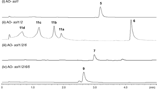 Fig. 2. HPLC profiles of the extracts from A. oryzae transformants; (i) AO-sol1; (ii) AO-sol1/2; (iii) AO-sol1/2/6; (iv) AO-sol1/2/6/5.