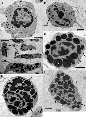 Figure 1. Transmission electron microscopy of Procambarus clarkii haemocytes, CTRL group. (a,b) Hyaline haemocytes (HH) showing a high nucleus/cell ratio. (c) Granular (GH) and semigranular haemocytes (SH). Transversal (d,e) and longitudinal (f) section of granular haemocytes (GH). Arrows: granules; ly: lysosome; m: mithocondria; n: nucleus; rer: rough endoplasmic reticulum. Scale bars: a, b, d–f = 2 µm; c = 5 µm.