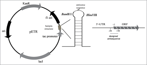 Figure 2. The antisense RNA tools constructed in this paper.