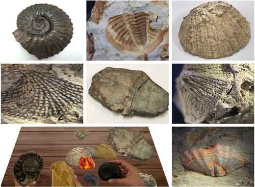 Figure 3. Observation and analysis of original fossils.
