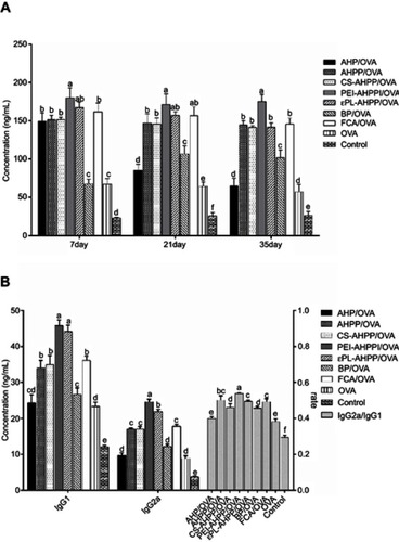 Figure 5 (A) OVA-specific IgG levels at the indicated time points. (B) Th2-associated isotype IgG1 levels, Th1-associated isotype IgG2a levels, and ratio of IgG2a/IgG1 at day 35 after final vaccination. Mice (n=4) were immunized using different vaccine formulations. a–f Bars with different superscripts differed significantly (P<0.05).