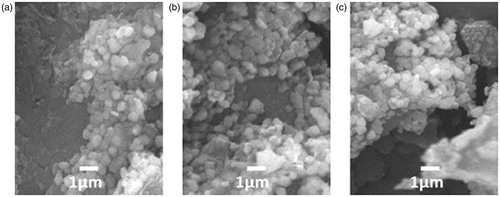 Figure 1. SEM micrographs of freeze-dried sage (a), savory-nanoparticles (b) both at 50% theoretical loading; and RA-nanoparticles (c), at 40% theoretical loading.