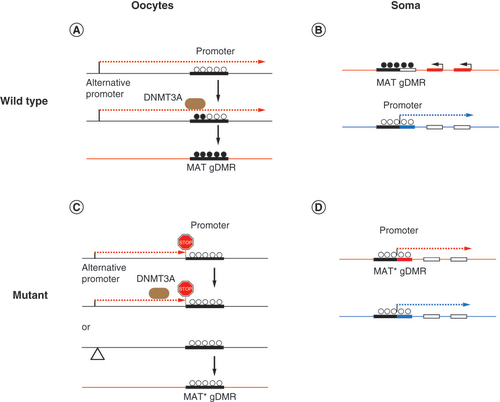 Figure 3. Transcription across maternal germline differentially methylated regions facilitates methylation establishment in the oocyte. (A) Transcription across the MAT gDMR occurs from an oocyte-specific alternative promoter, facilitating de novo DNA methylation of the MAT gDMR by DNMT3A. (B) In the soma, a typical MAT gDMR is methylated in the chromosome inherited from the oocyte (top). The same sequence is unmethylated and functions as a promoter in the paternal chromosome only and affects other imprinted genes in the domain (bottom). (C) Truncation of the alternative transcript or deletion of the oocyte-specific promoter results in hypomethylated MAT gDMR (MAT*). (D) When the MAT* gDMR is inherited from the female germline, imprinted gene expression in that domain is absent in the soma.gDMR: Germline differentially methylated regions; MAT: Maternal.