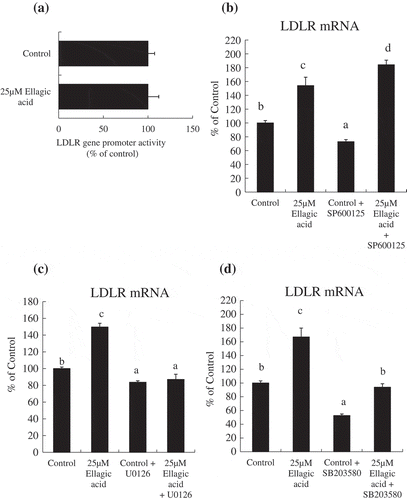 Figure 3. Ellagic acid induced an increase in the LDLR mRNA level via the ERK signaling pathway.(a) HepG2 cells were transfected with human LDLR-Luc plasmid (pGL4.10-Luc), using the pPGK β-galactosidase plasmid as an internal control. After transfection, the cells were treated with 25 μM ellagic acid for 12 h. Data are presented as luciferase activity normalised to β-galactosidase activity. (b) HepG2 cells were pretreated with 30 µM SP600125 for 3 h, then the cells were treated with vehicle control or 25 μM ellagic acid for 24 h. (c, d) HepG2 cells were incubated in FBS-free medium with or without compounds. Total RNA was collected from HepG2 cells treated (c) with vehicle control, 25 μM ellagic acid, 0.5 µM U0126, or 25 μM ellagic acid and 0.5µM U0126 for 24 h, (d) with vehicle control, 25 μM ellagic acid, 30µM SB203580, or 25 μM ellagic acid and 30 µM SB203580 for 24 h. Relative mRNA levels were determined by real-time PCR and normalized to the mRNA expression level of the β-actin RNA level. Values are means, with their standard errors (n = 6). Different superscripts indicate significantly different values (P < 0.05) by Tukey-Kramer test.