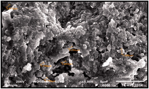 Figure 4. SEM images of core Y-TZP before aging showing the more dense structure before aging (magnification 5000).