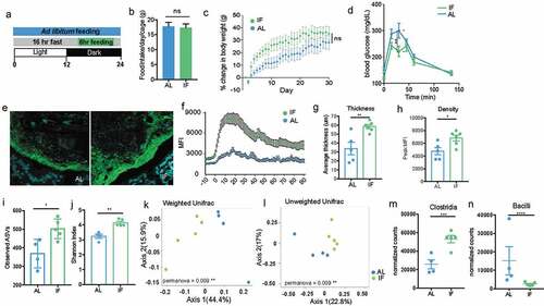 Figure 7. Intermittent fasting increases thickness and density of biofilm-like community and significantly alters community composition