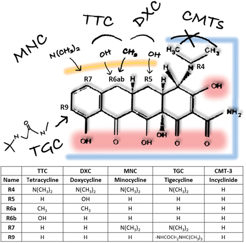 Figure 1. Structure–Activity Relationships of tetracycline analogs. Variations of the minimum pharmacophore with antibiotic activity (6-deoxy-6-demethyltetracycline) lead to different tetracyclines, such as 1st generation Tetracycline, 2nd (Minocycline and Doxycycline) and 3rd (Tigecycline) generations, or chemically modified tetracyclines without antibiotic activity (such as Incyclinide or CMT-3). Highlighted the areas that contribute to different activities: blue (antibiotic), red (O groups involved in antioxidant and metal chelation properties, important for MMP inhibition), and yellow (upper ring substitutions for improved pharmacokinetic profile). Detailed Structure-Activity description is reviewed elsewhere [Citation2].