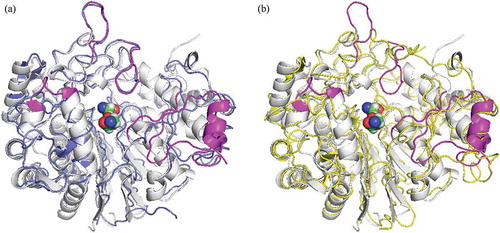 Figure 1. Comparison of the structure of GGTs. PnGGT is colored in white and the ligands bound in the active site are represented with a space-filling model.(a) a superposition of EcGGT is colored in blue; (b) HsGGT in yellow. The regions with major difference in PnGGT chain are represented in magenta.