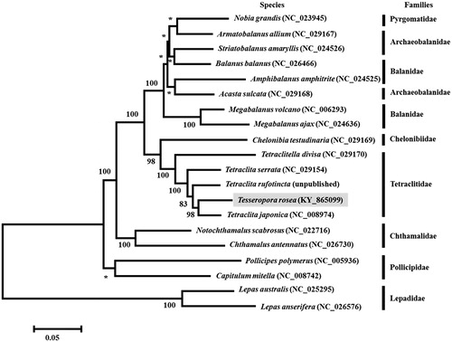 Figure 1. Maximum-likelihood phylogenetic tree of amino acid sequences in 13 PCGs of Tesseropora rosea and 19 other Cirripedia species. Nodal supports are denoted on the corresponding branches for a bootstrap (BP) value >50%, while asterisks indicate BP ≤50%.