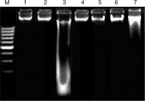 Fig. 1 Agarose gel showing DNA damage by CCl4 and protective effects of various fractions of C. opaca fruits in renal tissue. Lanes from left: (M) low molecular weight marker, (1) control, (2) DMSO+Olive oil group, (3) CCl4 group, (4) silymarin+CCl4 group, (5) MFC+CCl4 group, (6) EFC+CCl4 group, (7) HFC+CCl4 group.