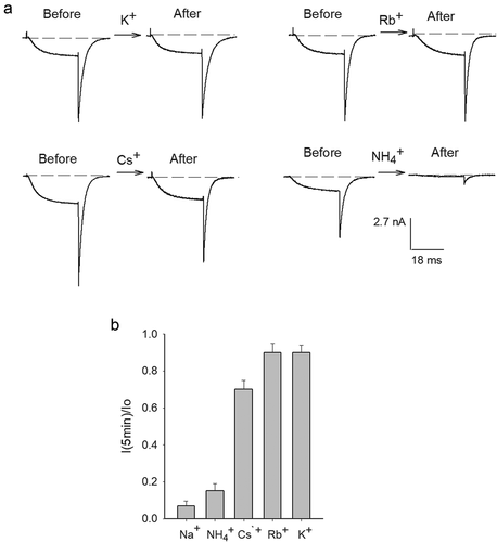 Figure 3. Inhibition of GK drop by externally added monovalent cations. (a) Representative IK recorded in 30Ko/Nai solutions, before (left traces) and after (right traces) bathing the cells for 5 min in Nao solution containing the indicated test cation ([test cation] = 5 mM). Vm was kept constant at −80 mV during cells exposure to test solutions. (b) Remaining IK (IK(t = 5 min)/Io) after a 5-min exposure to the indicated solutions. Effects of Rb+ (0.9 ± 0.05) and K+ (0.9 ± 0.04) are not statistically different