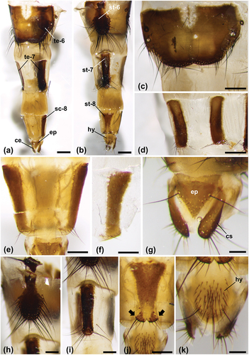 Figure 4. Calliphora rohdendorfi, ovipositor. (a) Ovipositor in dorsal view (scale bar: 500 µm). (b) Ovipositor in ventral view (scale bar: 500 µm). (c) Sixth tergite (scale bar: 500 µm). (d) Seventh tergite (scale bar: 500 µm). (e) Eighth tergite (scale bar: 250 µm). (f) Right sclerotized area of the eighth tergite (scale bar: 250 µm). (g) Clavate cerci and triangular epiproct (scale bar: 125 µm). (h) Sixth sternite (scale bar: 250 µm). (i) Seventh sternite (scale bar: 250 µm). (j) Eighth sternite with two terminal lobes (arrows) (scale bar: 250 µm). (k) Ovoidal hypoproct with long and short setae (scale bar: 125 µm). Abbreviations: ce, cerci; ep, epiproct; hy, hypoproct; sc-8, sclerotized area of the eighth tergite; st-6, sixth sternite, st-7, seventh sternite; st-8, eighth sternite; te-6, sixth tergite; te-7, seventh tergite. Other abbreviations as in Figure 3.