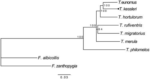 Figure 1. Bayesian tree of T. kessleri and other eight species among which F. zanthopygia and F. albicollis were used as an outgroup. Those numbers on nodes show Bayesian support values. Accession numbers of these nine species are listed as below: T. kessleri MG912943, T. eunomus KM015261, T. hortulorum KF926987, T. rufiventris KT346357, T. migratorius KJ909198, T. merula KT373849, F. albicollis KF293721, and F. zanthopygia JN018411.