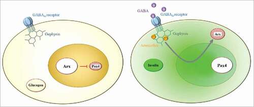Figure 1. Conversion of pancreatic α-cells into β-like cells upon GABA or arthemether administration. (Left) The GABAA receptor, expressed in all α-cells, interacts via its cytoplasmic portion with the scaffold protein gephyrin. In the α-cell nucleus, the transcription factor Arx represses the expression of Pax4 to maintain the α-cell identity. (Right) The GABA signaling pathway can be activated either by way of GABA's interaction with its receptor, or by arthemether's fixation on gephyrin. Both compounds eventually induce Arx inactivation (by down-regulation or translocation outside the nucleus), and thus the loss Pax4 repression, which triggers the conversion of α-cells into insulin-expressing β-like cells.