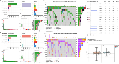 Figure 7 Mutation analysis of samples in high- and low-risk groups. (A and B) Summary of mutation status. (A) High-risk group. (B) Low-risk group. (C and D) Waterfall plots show mutation frequencies and types of the top 10 most commonly mutated genes. (C) High-risk group. (D) Low-risk group. (E) Mutational differences between high- and low-risk groups. (F) TMB of high- and low-risk group. * P < 0.05, ** P < 0.01, *** P < 0.001.