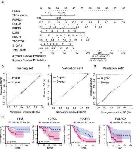 Figure 5. Nomogram for predicting OS probabilities of CRC patients receiving fluoropyrimidine-based chemotherapy. (a) The nomogram for predicting the three- and five-year OS probabilities of CRC patients receiving fluoropyrimidine-based chemotherapy. Points are assigned for eight features. The score for each feature was calculated by drawing a line upward to the 'Points' line, and the sum of the eight scores was 'Total Points'. The total points on the bottom scales correspond to the predicted three- and five-year survival. (b–d) Calibration curves for predicting three- and five-year survival OS in training set (b), validation set1 (c), and validation set2 (d). X-axis: predicted survival produced by the nomogram; Y-axis: actual survival. Dashed lines represented an identical calibration model in which predicted OS approximates to actual OS. (e) Kaplan–Meier curves for OS of patients receiving 5-fluorouracil (5-FU); 5-FU and folinic acid (FUFOL); 5-FU, leucovorin, and irinotecan (FOLFIRI); and 5-FU, leucovorin, and oxaliplatin (FOLFOX), respectively.