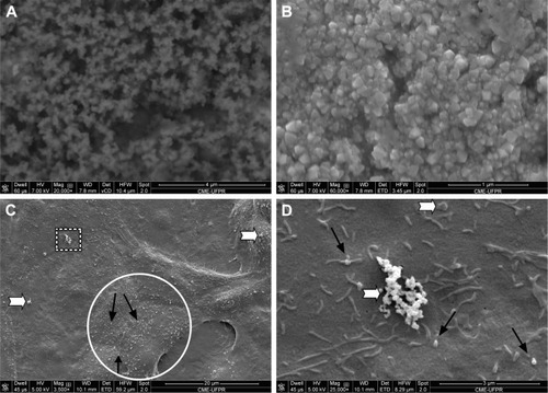 Figure 5 (A and B) NPC 20,000× and 60,000×, respectively (SEM). (C and D) NPC on Vero cell membranes, 3,500× and 25,000×, respectively (SEM). White arrows indicate lumps of NPCs and black arrows indicate isolated NPC.Abbreviations: NPC, curcumin-loaded polycaprolactone nanoparticles; SEM, scanning electron microscopy.