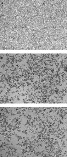 Figure 3 Effect of paclitaxel in HSA or Cremophor® on Hep-2 cells. Monolayers of Hep-2 cells without paclitaxel A), with 10 μg/mL paclitaxel solubilized in Cremophor® B) or complexed with HSA C).Abbreviations: Hep-2, human larynx epithelioma; HSA, human serum albumin.