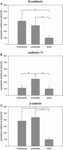 Figure 2. Quantification of (A) N-cadherin, (B) cadherin-11, and (C) β-catenin mRNA levels in developing rat hippocampus. Values were normalized to adult hippocampus. N-cadherin and β-catenin were expressed higher at embryonic (E18–E20) and postnatal (P4–P6) stages compared to the adult hippocampus, whereas cadherin-11 expression was highest in the postnatal hippocampus. n = 6; *p < 0.01.