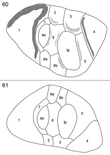 Figs 60, 61. Schematic drawings of the periflagellar area in external (Fig. 60) and internal (Fig. 61) view. ap = accessory pore, fp = flagellar pore.