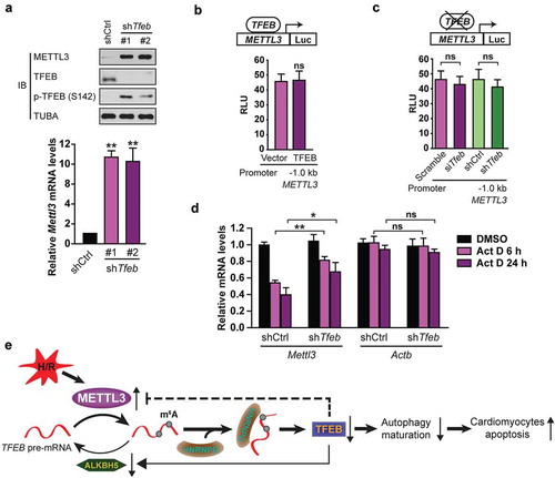 Figure 9. TFEB inhibits METTL3 at the posttranscriptional level in cardiomyocytes. (a) H9c2 cells were transfected with or without shRNA targeting TFEB (shTfeb, 100 nmol/L each) for 24 h. Immunoblotting with the indicated antibodies and qRT-PCR were performed (mean ± SD; n = 3; **P < 0.01 vs. shCtrl). (b) TFEB overexpression does not affect the transcription of the human METTL3 promoter. H9c2 cells were transfected with 0.5 μg of the METTL3 promoter (−1.0 kb) along with 1 μg of indicated vectors. (mean ± SD; n = 3; ns: no significant difference vs. Vector). (c) Transient and stable knockdown of TFEB does not alter METTL3 transcription by using −1.0 kb METTL3 promoter luciferase reporters (mean ± SD; n = 3; ns: no significant difference vs. Scramble or shCtrl). (d) TFEB expression decreases Mettl3 mRNA stability. H9c2 cells transfected for 48 h with or without a shRNA against TFEB were incubated for the indicated periods with 10 μg of Act D before relative mRNA levels of Mettl3 and Actb were assessed by qRT-PCR (mean ± SD; n = 3; *P < 0.05, **P < 0.01 and ns: no significant difference vs. shCtrl Act D 6 h/24 h). (e) A proposed model for the critical link between METTL3, ALKBH5 and autophagy in H/R-treated cardiomyocytes. P values were calculated with student’s t-test.