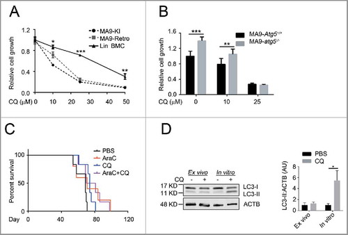 Figure 7. Chloroquine shows an autophagy-independent anti-leukemic effect in vitro, but is not potent in vivo. (A) MA9 knock-in leukemia cells (MA9-KI), MA9-Retro and wild-type Lin− bone marrow cells were treated with chloroquine at the indicated dosages for 48 h followed by MTS assay (n = 3 repeats). (B) MA9-Atg5+/+ and MA9-atg5−/− leukemia cells were treated with chloroquine at the indicated dosages for 48 h before MTS assay (n = 4 repeats). Results are mean ± SD, ** P < 0.01, *** P < 0.001. (C) Kaplan-Meier survival curve of chloroquine and AraC combinatory treatment in MA9-AML leukemia mice. AraC was injected intraperitoneally at 100 mg/kg once a day for 5 d. Chloroquine was injected at 50 mg/kg twice a day for 5 d (n = 6 in each group). The transplantation method is as described in Fig. 3A. (D) For ex vivo assay, chloroquine was injected as described in (C). Bone marrow Lin− cells were harvested within 2 h after the last injection followed by western blot analysis. For in vitro assay, bone marrow Lin− cells were treated with chloroquine at 10 μΜ for 6 h followed by western blot analysis. Quantification is the LC3-II:ACTB ratio (n = 3 mice). Results are mean ± SD, * P < 0.05. AU, arbitrary units.