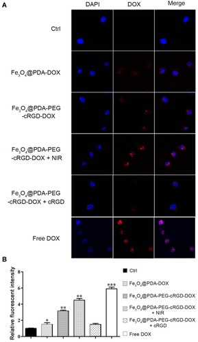 Figure 6 Cellular uptake. (A) Images of HCT-116 cells after a 2-h incubation with the Fe3O4@PDA-DOX NPs or Fe3O4@PDA-PEG-cRGD-DOX NPs exposed under NIR or not. (B) Relative fluorescent intensity in different groups. Observation was blue fluorescence DAPI nuclear staining (left column), red fluorescence from DOX encapsulated in the NPs (middle column), and the colocalization of DAPI and DOX (right column). Original magnification: 20×.