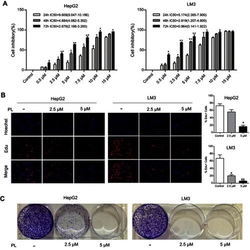 Figure 1 Anti-proliferative effect of plumbagin on HCC cell lines. (A) Cell inhibitory rate of plumbagin against HepG2 and LM3 cells determined by CCK-8 test, *P<0.05, **P<0.01 vs 24 hour group. (B) The results of EdU fluorescent staining, *P<0.05, **P<0.01 vs control group. (C) The inhibitory effect of plumbagin on the colony forming capacity of HepG2 and LM3 cells.