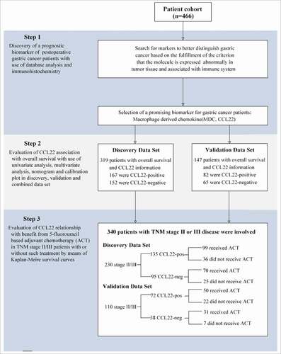 Figure 1. Study design. 466 gastric cancer patients, who have undergone gastrectomy with standard D2 lymph node resection in Zhongshan Hospital, Fudan University during 2007–2008, were enrolled in our study. Preliminary test was generated by immunohistochemistry. The relationship between CCL22 expression and survival was analyzed based on TNM staging system. The relationship between CCL22 expression and benefit from chemotherapy was analyzed in a pooled database with 230 patients in discovery data set and 110 patients in validation data set with TNM stage II/III disease.