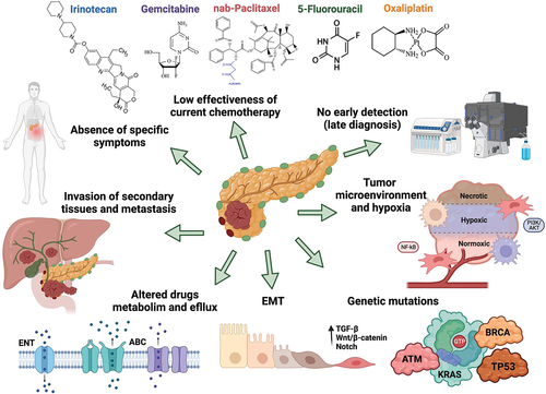 Figure 2. Molecular mechanisms of chemoresistance in PC. chemoresistance in pancreatic cancer is mainly contributed by the epithelial–mesenchymal transition phenotype, genetic modifications, the hypoxic tumor microenvironment, the great metastatic capacity of tumor cells and the deregulation of metabolic pathways induced by chemotherapeutic agents, including changes in drug entry and exit transporters and changes in enzymes involved in drug effects. This is supported by the factors of an absence of symptoms that allow early detection and diagnosis, as well as the effective reduction of current cytotoxic drugs. Created with Biorender.com.