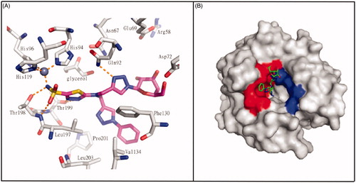 Figure 13. (A) Interactions at the binding site in the structure of CA II/332(magenta) complex (PDB ID: 4CQ0). (B) Surface representation of CA II/332 complex. The hydrophobic half of CA II is red and the hydrophilic half is blue to highlight the different interactionsCitation67.
