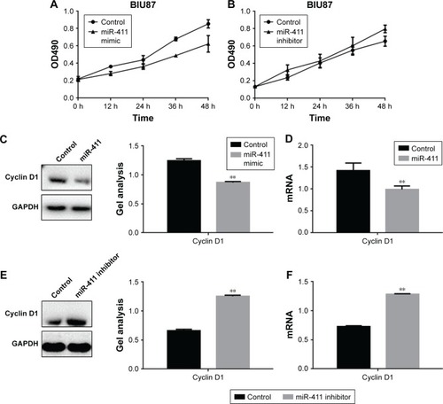 Figure 3 miR-411 can inhibit the proliferation of bladder cancer cells.