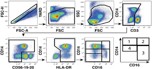Figure 1 Multiparametric flow cytometry gating strategy to phenotype four distinct monocyte sub-populations from peripheral blood based on CD16 and CD14 expression: (1) classical monocytes lacking CD16 expression (CD14++CD16-) and those expressing CD16 comprised (2) intermediate (CD14++CD16+) and (3) non-classical (CD14low/+CD16++) monocytes. A fourth MO subset which we have termed (4) “transitional” monocyte subset is characterized by reduced but still detectable levels of CD14 (CD14 + CD16-).