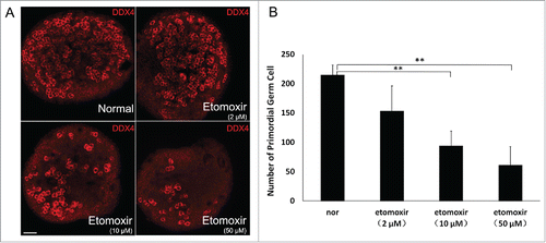 Figure 2. Inhibition of CPT1 led to decreased number of primordial germ cells (PGCs). (A) PGC number in E14.5 genital ridges cultured in normal medium containing various concentrations of etomoxir estimated by detection of DDX4-positive PGCs immunofluorescence staining. Bar =50 μm. (B) Average number of DDX4-positive PGCs in E14.5 genital ridge per 105 μm2. PGCs were counted in 3 sections from the middle part of individual genital ridges over the course of 3 independent experiments. Number of PGCs progressively decreased with inhibition of CPT1. (**), P < 0.01.