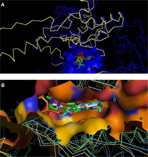 Figure 7 Docking of known inhibitors into 3D model construction.