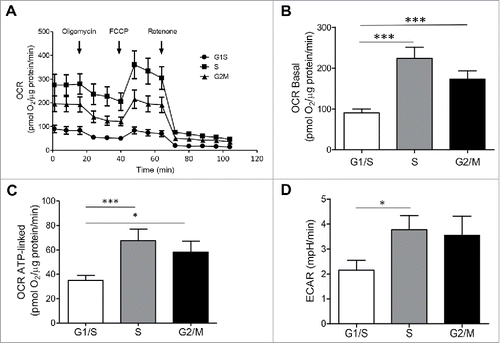 Figure 5. Oxygen consumption rate (OCR) and extracellular acidification rate (ECAR) are increased in INS 832/13 cells synchronized at S and G2/M phases. (A) Oxygen Consumption Rate (OCR) measurements were obtained over time (min) using an extracellular flux analyzer (Seahorse Bioscience). The mitochondrial stress test was used to obtain bioenergetics parameters, by adding the ATP synthase inhibitor Oligomycin A to derive ATP-linked OCR, FCCP to uncouple the mitochondria for maximal OCR, and Rotenone. Bioenergetic profile of INS 832/13 cells in different phases of cell cycle from one experiment (B) Basal oxygen consumption rate (OCR) (C), ATP-linked OCR and (D) ECAR in INS 832/13 cells synchronized at different phases of cell cycle (G1/S, S, G2/M) measured by Seahorse. Data are expressed as mean ± SEM, n = 20 (ten-plicate from two independent experiments), *p < 0.05, ***p < 0.005.