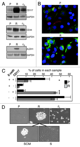 Figure 3. Stem cell features of SKOV-3-R cells. (A) western blots showing protein levels of ovarian cancer stem cell (tumor-initiating cell, TIC) markers CD117, CD44 and ALDH1. GAPDH served as loading control. P: SKOV-3 parental cells; R: SKOV-3-R; ρ0: SKOV-3-ρ0. (B) Immunofluorescence photomicrographs showing co-staining for CD117 and E-cadherin in SKOV-3 (P) and SKOV-3-R (R) cells. Green: CD117; Red: E-cadherin; Blue: DAPI nuclear stain. (C) Based on three separate experiments, assessment of percent cells with the indicated presence or absence of E-cadherin and CD117, respectively, in SKOV-3 parental (black) and SKOV-3-R cells (gray). p = 0.039 and p < 0.001, respectively. (D) Representative photomicrographs (20x magnification) of each cell line after 19 d in stem cell medium. Each cell line was seeded in stem cell medium and inspected daily. The SKOV-3 parental and SKOV-3-ρ0 cells did not form spheres and instead gradually rounded up and died. By contrast, after 3 d SKOV-3-R cells began to form spheres that were viable, i.e., could then be dispersed, replated and grown both in stem cell medium as spheres, and in standard medium as adherent cells. SCM: stem cell medium; S: standard medium. The experiment was repeated with identical results.