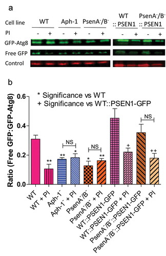 Figure 5. Dictyostelium mutants lacking γ-secretase component orthologs show decreased autophagic flux. Representative western blot analysis using an anti-GFP antibody enables comparison of levels of free GFP to GFP-Atg8 in the presence or absence of protease inhibitor (PI) treatment, allowing the comparison of wild type, Aph-1−, and PsenA−/B− cell autophagic flux, and following rescue by the proteolytically active human PSEN1 protein (PSEN1-GFP). (a) Levels of free GFP are reduced in wild-type cells following PI treatment. In both Aph-1− and PsenA−/B− cells, free GFP levels are reduced in the absence of PI, and remain low following PI treatment. Expression of PSEN1-GFP in the PsenA−/B− cells restores free GFP levels in untreated cells, and PI sensitivity. Endogenously biotinylated mitochondrial protein MCCC1 was used as a loading control. (b) Quantitation of free GFP to GFP-Atg8 ratios shows the absence of a functional γ-secretase complex reduces autophagic flux, and this is restored by the human PSEN1 protein. Data are derived from triplicate independent experiments (±SEM). ‘*’ compares to wild type, ‘+’ compares to PsenA−/B−, where * or + is P < 0.05, ** or ++ is P < 0.01; NS, not significant.