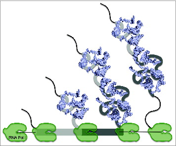 Figure 6. Co-transcriptional assembly of ribosomal proteins. In cells, pre-rRNAs are transcribed from the rDNA locus by RNA Pol I. Folding of nascent transcripts enables the co-transcriptional binding of ribosomal proteins (blue). Individual secondary structure domains of mature rRNA sequences are represented by different shades of gray.