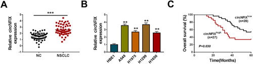 Figure 1 CircNFIX was overexpressed in NSCLC and predicted poor prognosis of NSCLC patients. CircNFIX expression by qRT-PCR in 55 pairs of NSCLC tissues and adjacent non-tumor tissues (A), HBE1, A549, H1299, H1975 and H1650 cells (B). (C) Analysis for the overall survival of NSCLC patients in high (n = 27) or low (n = 28) circNFIX level group using Kaplan–Meier survival analysis and Log rank test.