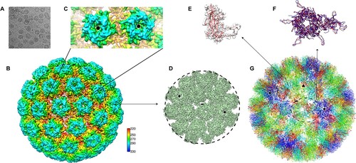 Figure 3. Cryo-EM reconstruction of HPV6 PsV at near-atomic resolution. (A) Representative cryo-EM images of the vitrified HPV6 PsV. (B) Density maps coloured according to the distance from the centre of the capsid: red, 220 Å; yellow, 250 Å; green, 270 Å; cyan, 290 Å; and blue, 330 Å. (C) Zoomed-in view of the HPV6 PsV includes a 5-coordinated pentamer (black pentagon) and a 6-coordinated pentamer (black hexagon). (D) Subparticle reconstruction of HPV6 PsV at the region of the 2-fold axes of icosahedral symmetry. (E) One HPV6 L1 monomer of the near-atomic model was fitted into the corresponding density map. (F) Structural comparison of the asymmetric units between the HPV6 (red) and HPV16 (blue) models. (G) Complete near-atomic model of HPV6 is shown in ribbon representation. Two-, three-, and five-fold axes of icosahedral symmetry are indicated as a black ellipse, triangle, and pentagon, respectively.