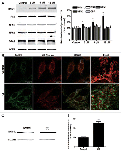 Figure 6. Changes in the levels of mitochondrial fusion/fission proteins and an increase in the mitochondrial localization of DNM1L following Cd treatment. (A) A representative immunoblot and quantification analysis of DNM1L (84 kDa), FIS1 (17 kDa), MFN1 (86 kDa), MFN2 (86 kDa) and OPA1 (112 kDa) protein levels in L02 cells. ACTB (42 kDa) was the internal standard for protein loading. The cells were treated with different doses of CdCl2 for 12 h. (B) Confocal scanning microscope images indicated increased mitochondrial localization of DNM1L following treatment of the L02 cells with CdCl2. Red: MitoTracker Red CMXRos, green: DNM1L. (C) Representative immunoblots and quantification analysis of the DNM1L protein levels (84 kDa) that were observed in the mitochondrial fraction. COX4I1 (17 kDa) was the internal standard for the mitochondrial protein loading. The data are representative of 4 independent experiments. The results were expressed as a percentage of control, which was set at 100%. The values are the means ± SEM; *P < 0.05; **P < 0.01 vs. the control group.