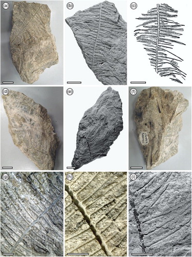 Figure 2. Fossil Gleichenia-like Korallipteris alineae foliage (Southland Museum accession number G76.469.6) from the Miocene Landslip Hill silcrete deposit. Photographs: J. G. Conran unless indicated. a, Holotype; b, same after pretreatment of the sample by coating with sublimated ammonium chloride. Photograph: R. E. Fordyce; c, drawing of holotype. Image from Holden Citation1983, used with permission; d, paratype; e, same after pretreatment of the sample by coating with sublimated ammonium chloride. Photograph: R. E. Fordyce; f, reverse side of holotype showing additional frond material; g–i, details of lateral pinnae; i, detail of holotype pinnae after pretreatment of the sample by coating with sublimated ammonium chloride. Photograph: R. E. Fordyce. Scale bars: a–f = 20 mm; g–h = 5 mm.