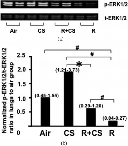Figure 2 Roflumilast suppresses CS-induced upward trend of ERK1/2 activation in lungs. A: Representative image of ERK1/2 Western blotting. Air: air control; CS: cigarette smoke alone; R + CS: roflumilast plus CS; R: roflumilast alone. B: ERK1/2 activation was assessed by the ratio of p-ERK1/2 to t-ERK1/2. Densitometry analysis of ERK1/2 activation is presented in the chart diagram. Data are expressed as median (25%–75% range) normalized to the median ERK1/2 activation of air control group. n = 5–6 per group. *:p < 0.05 versus CS, #: p < 0.05 versus Air, CS, and R + CS.