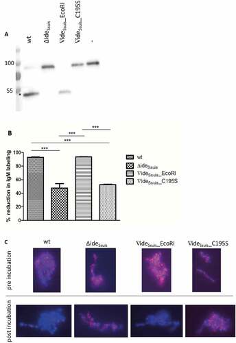 Figure 4. S. suis strain 10 (wt) and the complemented mutant 10∆ideSsuis∇ideSsuis_EcoRI (∇ideSsuis_EcoRI) cleave porcine IgM (a) and reduce bacterial IgM labeling by over 90% (B,C), in contrast to 10∆ideSsuis (∆ideSsuis) and the point mutated mutant 10∆ideSsuis∇ideSsuis_C195S (∇ideSsuis_C195S). (a) Twenty-four-fold concentrated supernatants of the respective strains were incubated with 1:100 diluted porcine serum, followed by anti-porcine IgM Western Blot analysis under reducing conditions. Incubation of serum with phosphate-buffered saline was used as negative control (-). An 8% separating gel was used for gel electrophoresis and a polyclonal anti-IgM antibody for detection of IgM. Marker bands in kDa are shown on the left-hand side. Asterisks indicate IgM cleavage products on the left side of the first positive lane. (b, c) The indicated S. suis strains were grown to an OD600 of 0.8, incubated in anti-S. suis serotype 2 hyperimmune serum for 0.5 hours at 4°C and then for four hours at 37°C. IgM labeling of the bacterial surface was analyzed before and after incubation at 37°C by flow cytometry (n = 6) (b) and fluorescent microscopy (c) using a monoclonal anti-IgM antibody and a phycoerythrin (PE)-labeled secondary antibody. The % reduction in IgM labeling was calculated by subtracting the percental amount of IgM positive bacteria after a four-hour incubation period at 37°C from an initially one hundred percent positive population before incubation at 37°C. (c) DAPI (4ʹ,6 diamidino-2-phenylindole) dye in blue was used to stain DNA. IgM, labeled by the monoclonal anti IgM antibody and the PE-labeled secondary antibody appears in pink. Bars and error bars indicate mean and standard deviation. Significant differences are indicated by asterisks. Probabilities were considered as follows p < 0.05 *, p < 0.01 **, p < 0.001 ***.