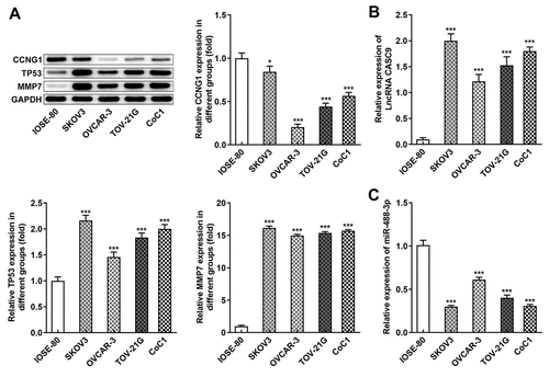 Figure 1. Expressions of CCNG1/TP53/MMP7 and LncRNA CASC9/miR-488-3p were abnormal in OC cells. A, Protein levels of CCNG1, TP53 and MMP7 in several OC cells were detected by western blot analysis. B-C, mRNA levels of CASC9 and miR-488-3p in several OC cells were measured by qRT-PCR. Data are expressed as mean ± SD. *P < 0.05, ***P < 0.001 versus IOSE-80 cells